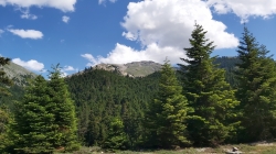 Foreste del monte Parnassos